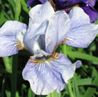 Iris - Vilkdalgis - Cambridge